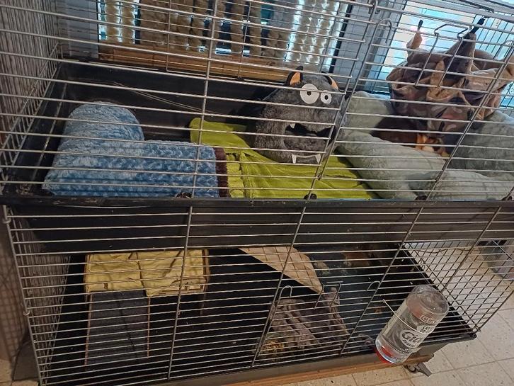 2 ch teddy beren met 2 flats kooi, Dieren en Toebehoren, Knaagdieren, Mannelijk, Cavia, Februari, Tam