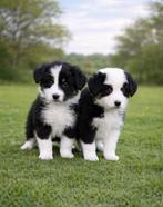 Beaux chiots bergers australiens, Plusieurs, Hépatite contagieuse (maladie de Rubarth), Belgique, Berger