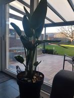 Strelitzia Nicolai..., Maison & Meubles, Autres espèces, Enlèvement, 100 à 150 cm, Plante verte