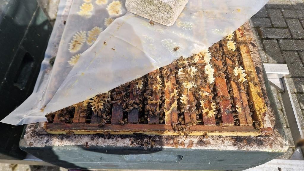 Bijenvolken Buckfast en Carnica wegens afbouwen imkerij, Dieren en Toebehoren, Insecten en Spinnen, Bijen