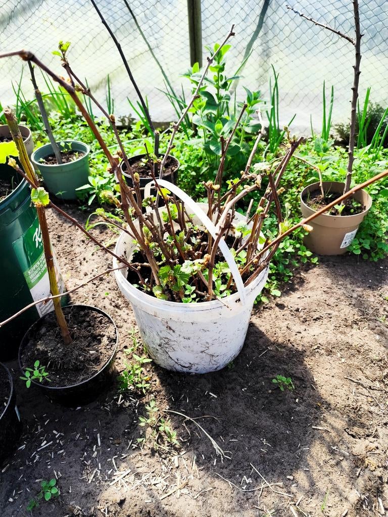 Muscat Bleu, Tuin en Terras, Planten | Tuinplanten, Ophalen of Verzenden