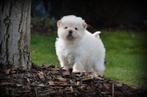 Chiot Chow Chow, Animaux & Accessoires, Chien (mâle), Autres races, Belgique, Un chien