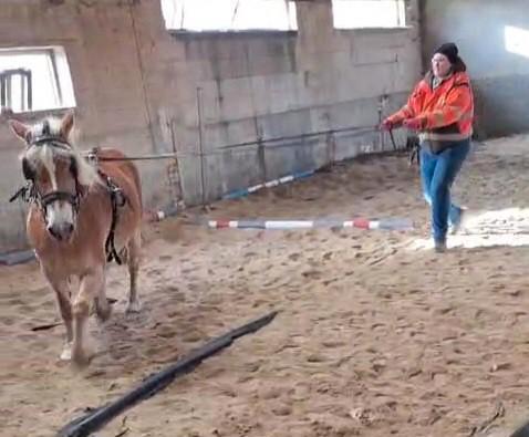 Haflingermare à vendre, Animaux & Accessoires, Chevaux & Poneys | Étalons & Juments poulinières, Jument