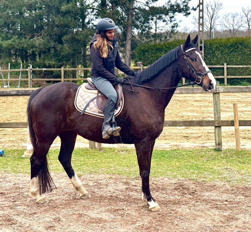 Mega Cool Calm Brave Brown 8 ans, Animaux & Accessoires, Hongre