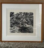 Arboretum Kalmthout – Hors Série (1/20), Je/Legrand (1930)., Antiek en Kunst, Kunst | Litho's en Zeefdrukken, Ophalen of Verzenden