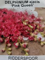 Delphinium ajacis "ridderspoor" plantjes, Tuin en Terras, Volle zon, Eenjarig, Zomer, Ophalen