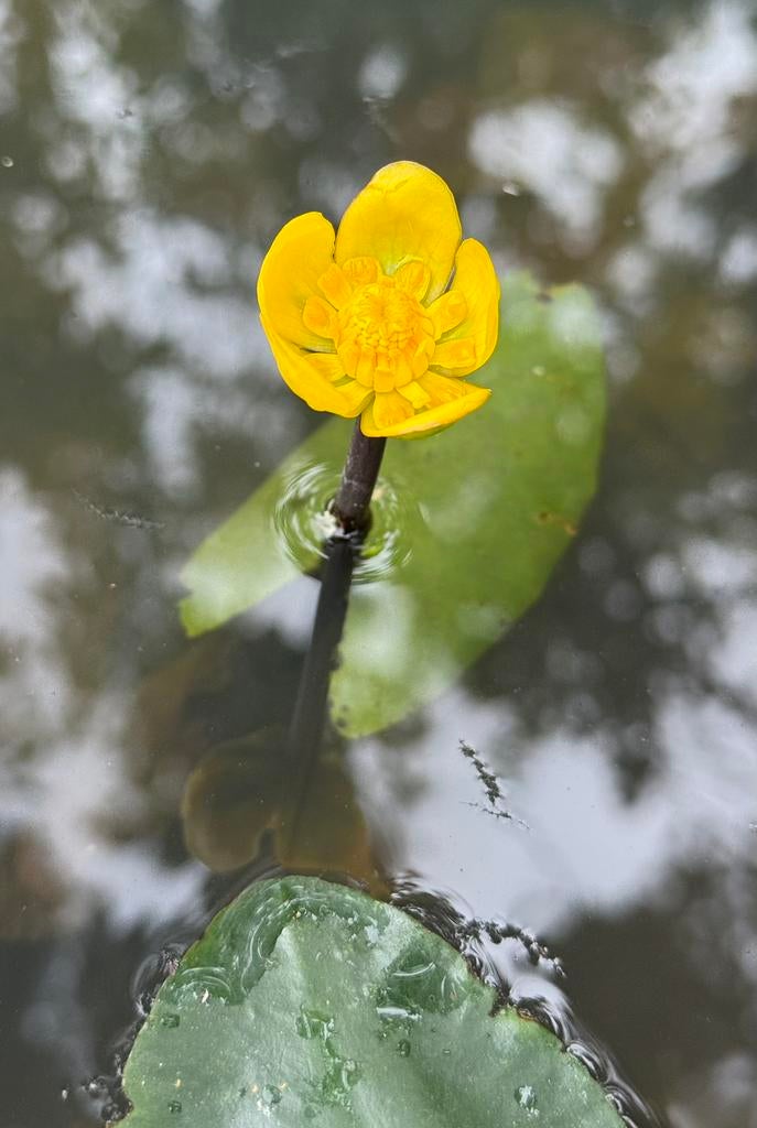 Lot de 13 plantes aquatiques pour étang, Enlèvement, Plante fixe, Plantes de bassin