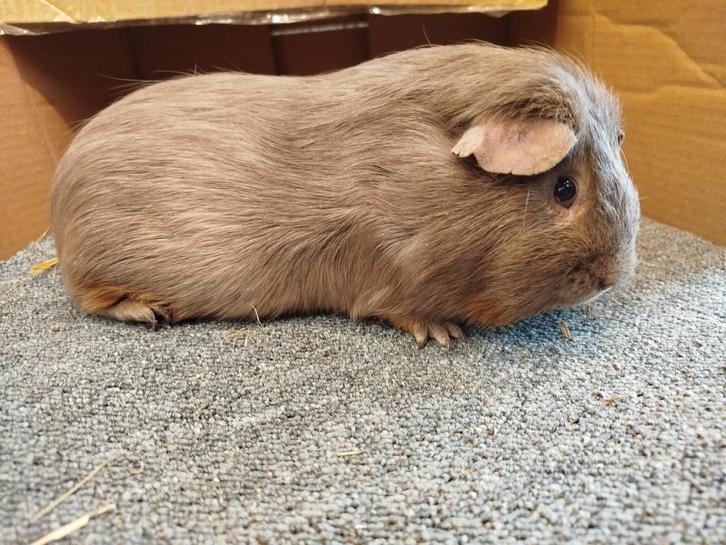 Cavia beren te koop, Animaux & Accessoires, Rongeurs, Mâle, Cobaye, Août