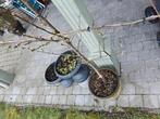 Abrikoos in pot 2 m hoog type Stanley, Tuin en Terras, Planten | Bomen, Ophalen, In pot