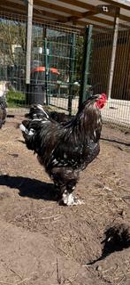 Brahma zwart wit gepareld haan, Mannelijk, Kip