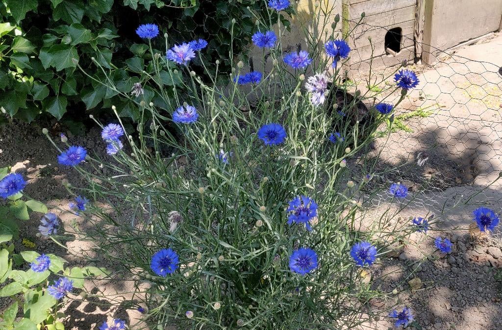 Wilde korenbloem, Tuin en Terras, Planten | Tuinplanten, Overige soorten, Ophalen