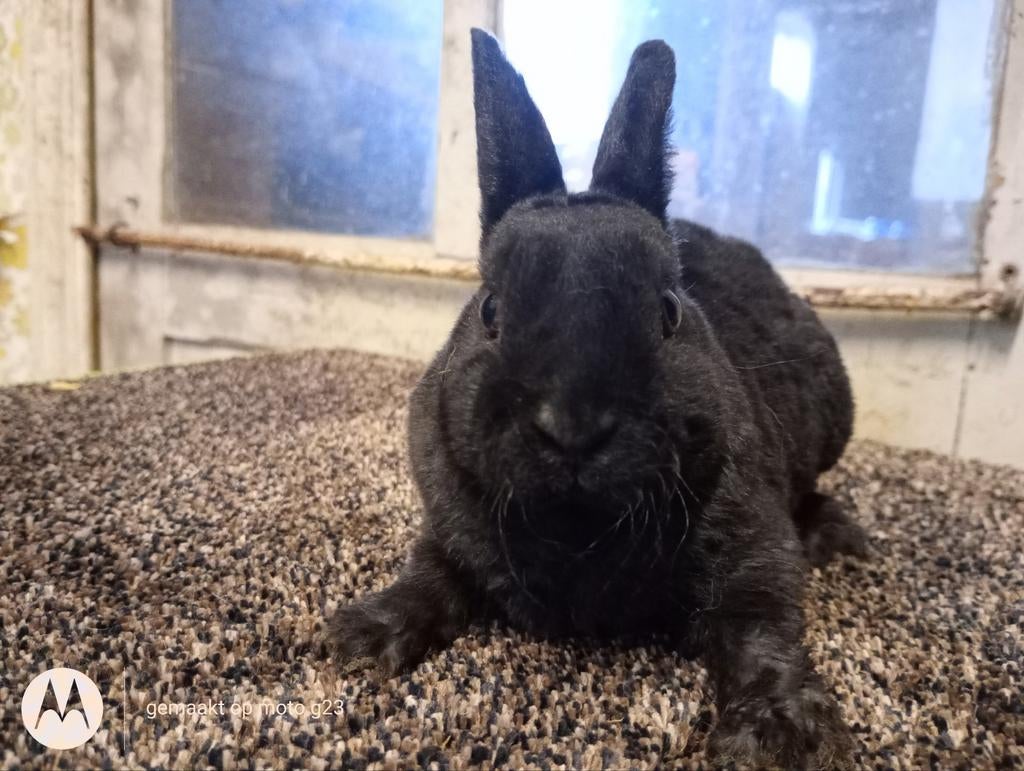 Rex dwerg voedstertje in zwart., Dwerg