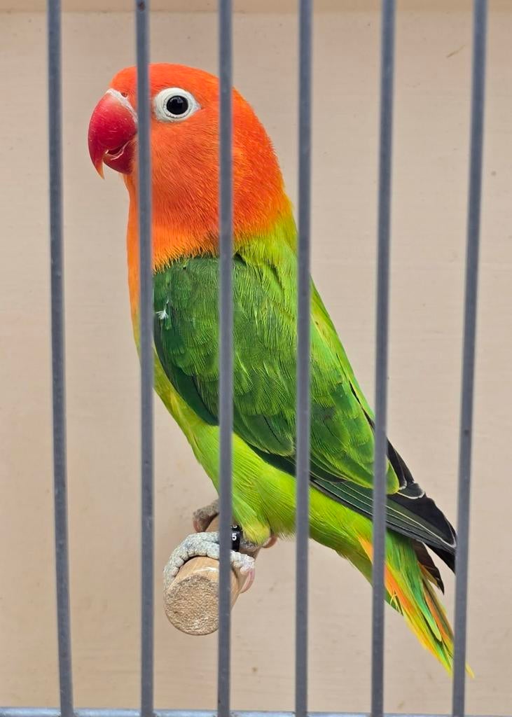 Groen Opaline/Ino Fischeri Man met Dna 25, Dieren en Toebehoren, Vogels | Parkieten en Papegaaien, Mannelijk, Dwergpapegaai of Agapornis