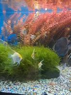 Maanvis, 3 maanden oud, geel en zwart. Prijs: 4 euro., Dieren en Toebehoren