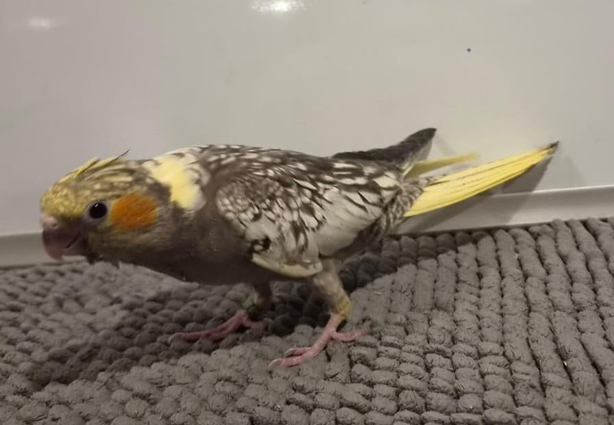 Jonge handtamme valkparkiet, Vrouwelijk, Parkiet, Geringd