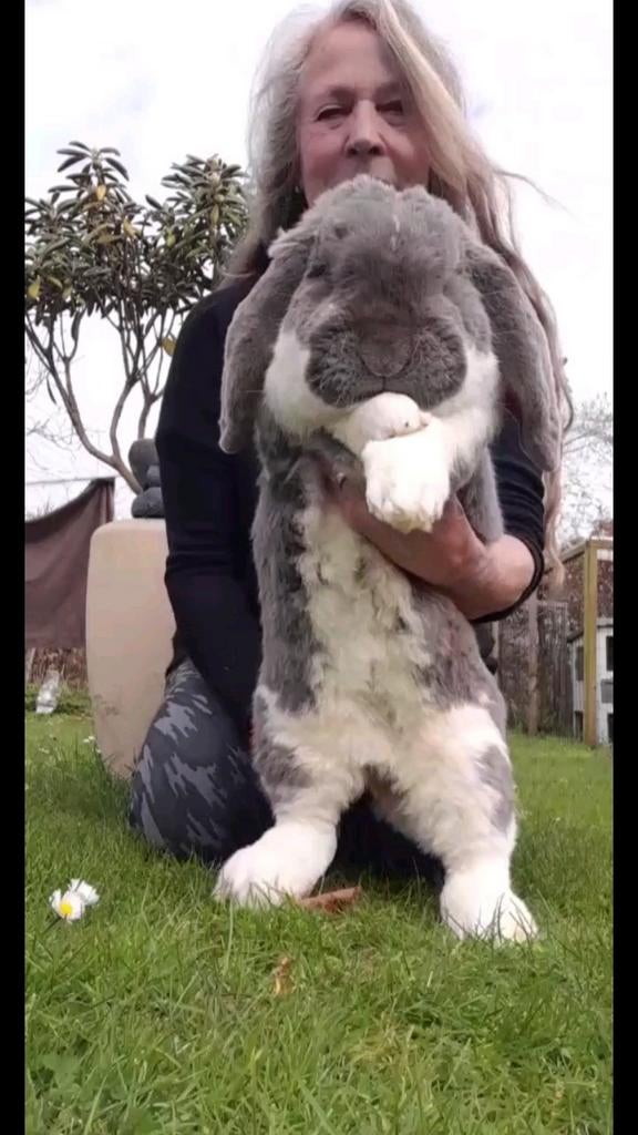 Raszuivere Franse hangoor konijnen, Grand, Oreilles tombantes