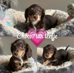 Mooie langharige dwergteckeltjes, België, Fokker | Hobbymatig, 8 tot 15 weken, Dwerg