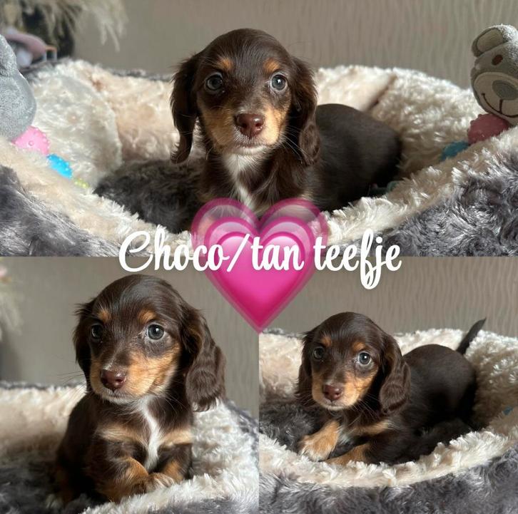 Mooie langharige dwergteckeltjes, Dieren en Toebehoren, Honden | Teckels en Dashonden, Meerdere dieren, Langhaar, Dwerg, Fokker | Hobbymatig