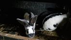 Groot lotharinger, Animaux & Accessoires, Lapins, Grand