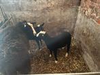 Zwartbles ooi met ooi en ram lam