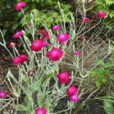 lychnus coronaria alba, Ophalen