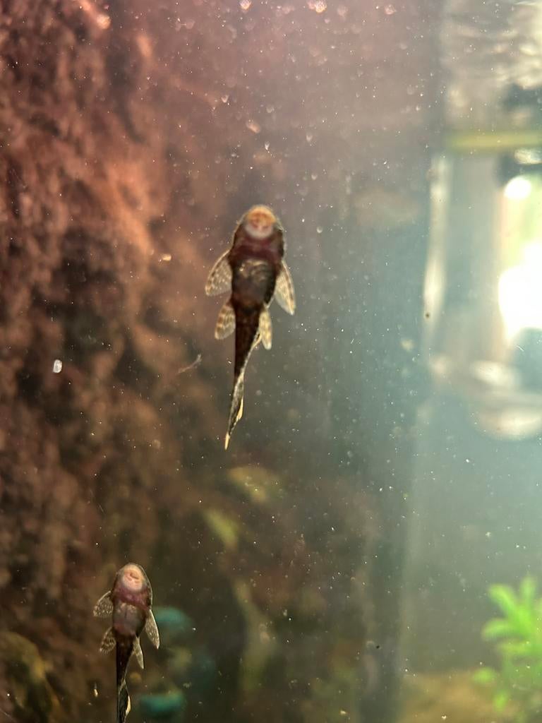 Ruitenkuisers, Dieren en Toebehoren, Vis, Zoetwatervis