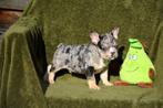 Prachtige Blue Merle Tan Franse Bulldog pup, Dieren en Toebehoren, Parvo, België, Reu, 8 tot 15 weken