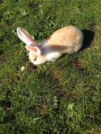 Zuivere Vlaamse Reuzen te koop, 8 weken oud, Ophalen