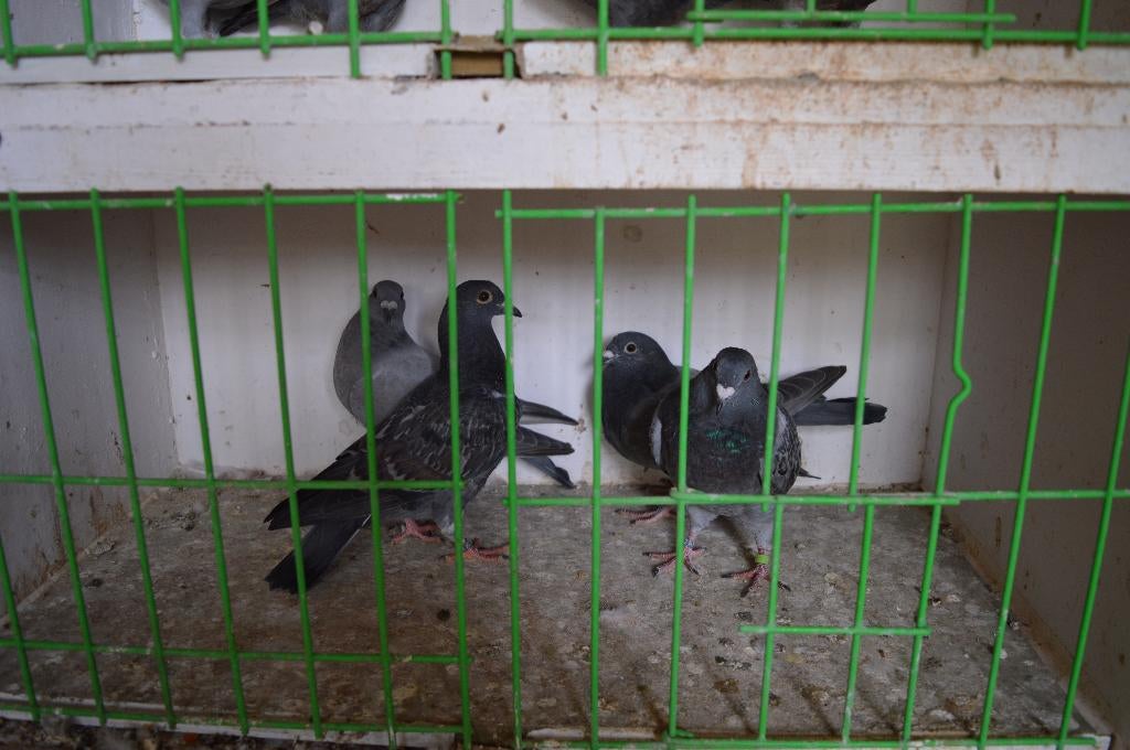 kleurpostduiven, Postduif