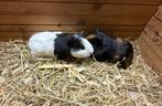 2 jonge cavia zeugjes/ vrouwtjes, Janvier, Femelle, Cobaye