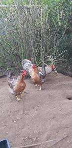 Broedeieren cream legbar, Dieren en Toebehoren