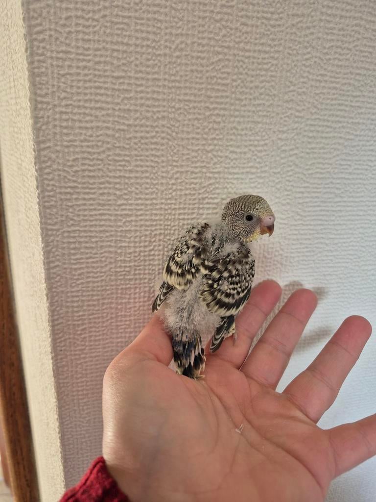 Verschillende grasparkieten voor handopfok, Dieren en Toebehoren, Geringd