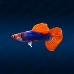 Tuxedo Koi guppies te koop, Dieren en Toebehoren