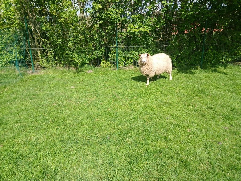 Mouton, Animaux & Accessoires