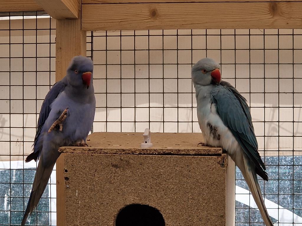Perruche a collier opaline, Perruche, Bagué