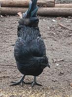 broedeieren van ayam cemani, Dieren en Toebehoren, Pluimvee