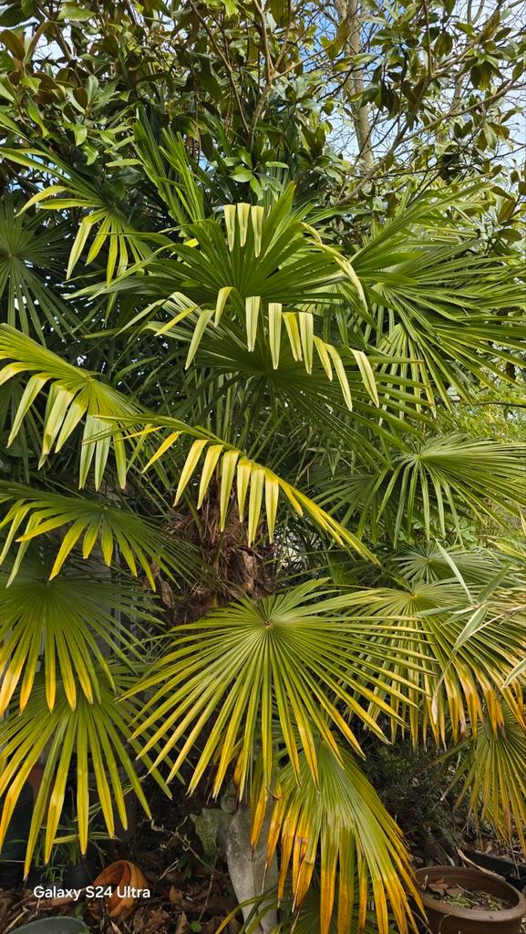 Jonge palmboompjes Trachycarpus Winsan x Fortunei, Tuin en Terras, Planten | Bomen, Zomer, Ophalen of Verzenden