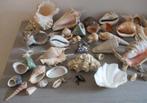 verzameling schelpen + boek, Ophalen, Schelp(en)