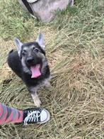 Duitse herder pup, Dieren en Toebehoren, België, CDV (hondenziekte), 8 tot 15 weken, Teef