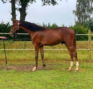 New Forest Ruin, Grote D pony