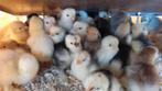 1 dag kuikens cochin  kriel, Dieren en Toebehoren, Pluimvee