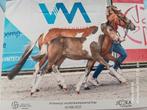 Bont brp B pony veulen, Dieren en Toebehoren, Gechipt, Springpony, 0 tot 2 jaar, Hengst