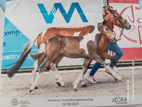 Bont brp B pony veulen, Dieren en Toebehoren, Pony's, Hengst, Onbeleerd, B pony (1.17m tot 1.27m), Springpony, 0 tot 2 jaar, Met stamboom