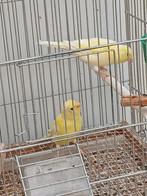 Jonge kanaries, Dieren en Toebehoren, Meerdere dieren, Zangkanarie