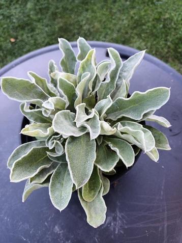 Lychnis Coronarius  beschikbaar voor biedingen