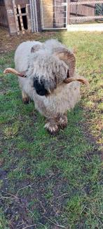Walliser schwarznase ram, Dieren en Toebehoren, Schapen, Geiten en Varkens