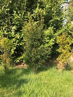 TAXUS PLANTEN, Autres espèces, Printemps, Plein soleil, Enlèvement