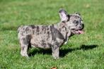 Franse Bulldog pups te koop, 15 weken tot 1 jaar, Buitenland, CDV (hondenziekte), Bulldog