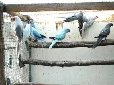 colliers 2025, Animaux & Accessoires, Oiseaux | Perruches & Perroquets, Perruche, Plusieurs animaux, Bagué