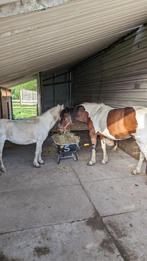 D pony, Dieren en Toebehoren, Merrie, Zadelmak, 11 jaar of ouder, Recreatiepony